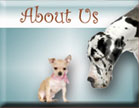 About our Pet Salon